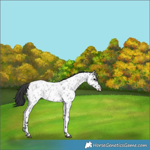 Horse Color:Blue Roan Appaloosa