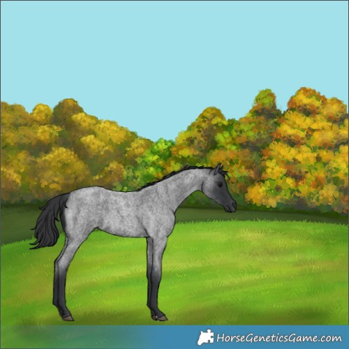Horse Color:Blue Roan