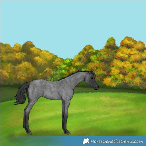 Horse Color:Blue Roan 