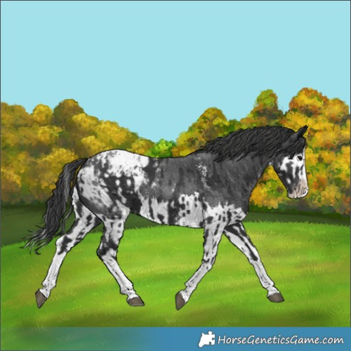 Horse Color:Black Sabino Splash Appaloosa  and Black Sabino Splash Appaloosa 