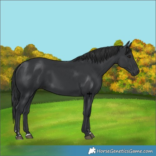 Horse Color:Black 