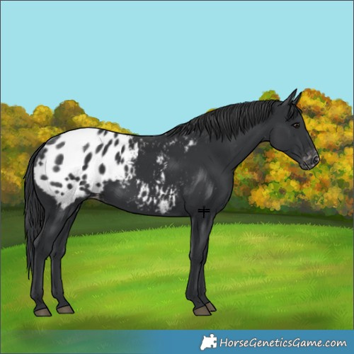 Horse Color:Black Appaloosa 