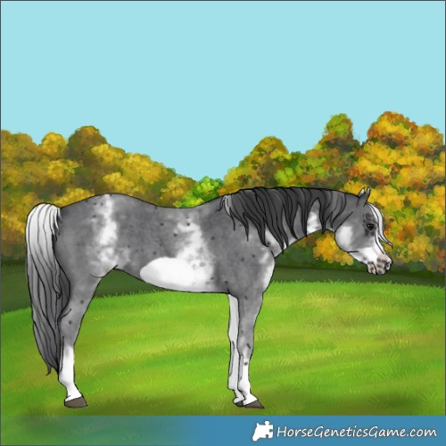 Horse Color:White Spotted Black Sabino Frame 