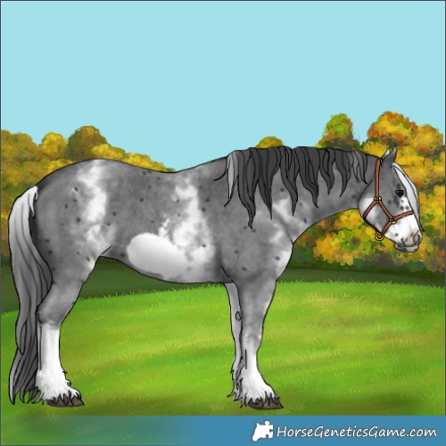 Horse Color:White Spotted Black Sabino Frame