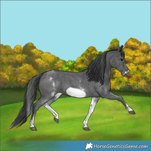 Horse Color:White Spotted Black Sabino Frame