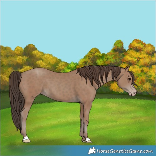 Horse Color:Classic Champagne 