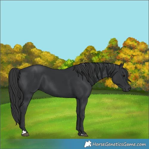Horse Color:Black 