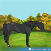 Horse Color:Black 