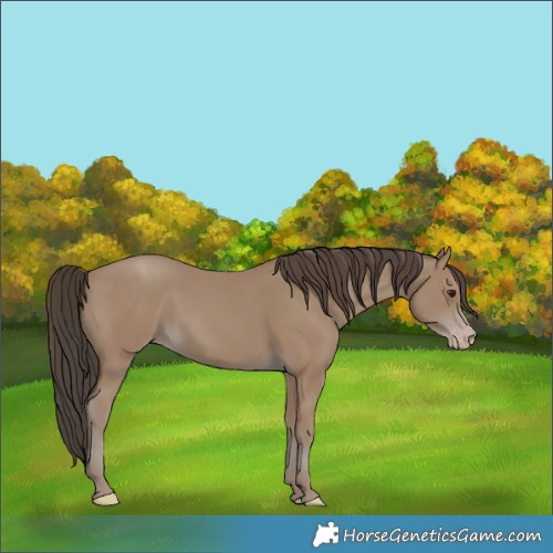 Horse Color:Classic Champagne 