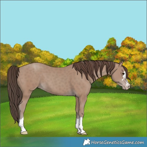 Horse Color:Classic Champagne 