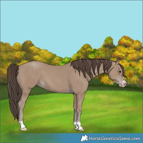 Horse Color:Classic Champagne