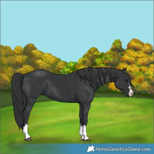 Horse Color:Black 