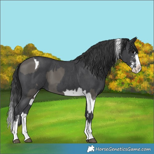 Horse Color:Grullo Splash Tobiano  and Black Sabino Splash 