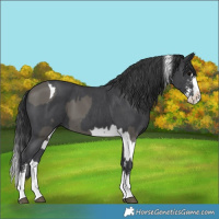Horse Color:Grullo Splash Tobiano and Black Sabino Splash