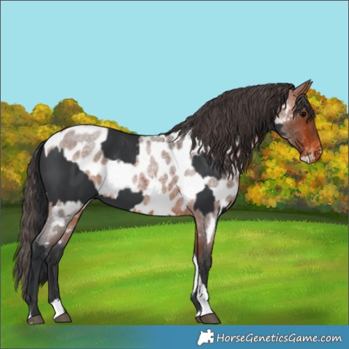Horse Color:Black Splash  and Bay Roan Tobiano Appaloosa 