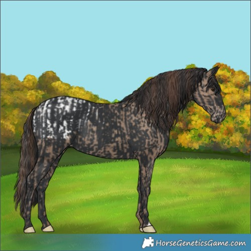 Horse Color:Classic Champagne Appaloosa  and Black 