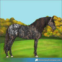 Horse Color:Classic Champagne Snowcap  and Black 