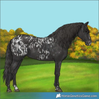 Horse Color:Black Splash Blanket  and Smoky Black 