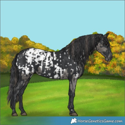 Horse Color:Grullo Appaloosa  and Black 