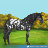 Horse Color:Grullo Blanket  and Black 