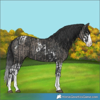 Horse Color:Grullo Splash Tobiano  and Black Splash 