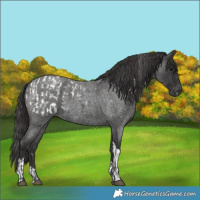 Horse Color:White Spotted Blue Roan Blanket  and Smoky Blue Roan Tobiano 