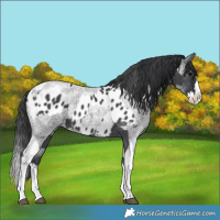 Horse Color:Black Sabino Near Leopard and Blue Roan Splash Tobiano