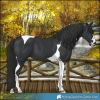 Horse Color:Black Tobiano 