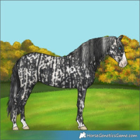 Horse Color:Silver Smoky Creme Roan and White Spotted Black Splash