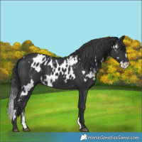 Horse Color:Black Splash Near Leopard  and Black 