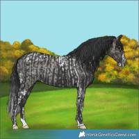 Horse Color:Grullo Roan Tobiano  and Black Splash 