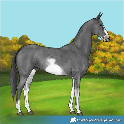 Horse Color:White Spotted Black Sabino Frame