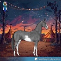 Horse Color:White Spotted Black Sabino Frame 