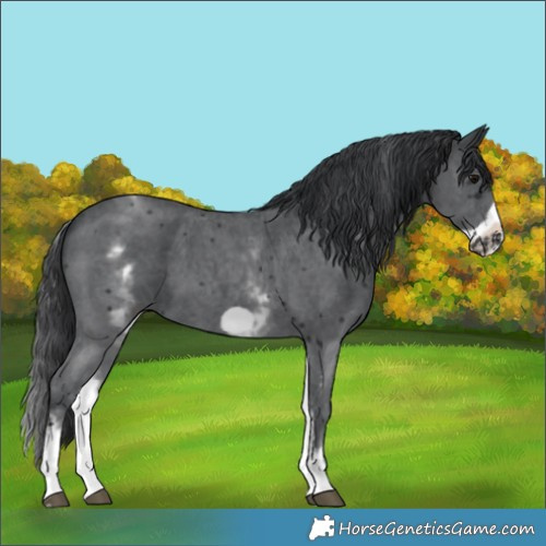 Horse Color:White Spotted Black Sabino Frame