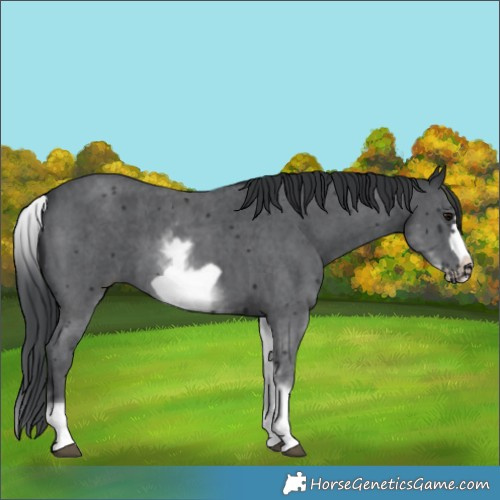 Horse Color:White Spotted Black Sabino Frame 