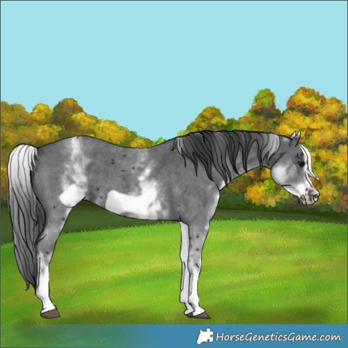 Horse Color:White Spotted Black Sabino Frame 