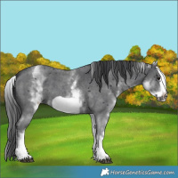 Horse Color:White Spotted Black Sabino Frame 