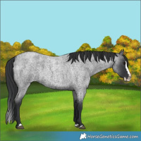 Horse Color:Blue Roan Splash 