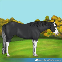 Horse Color:Black Splash 