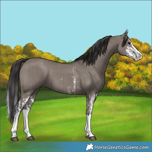 Horse Color:Unknown