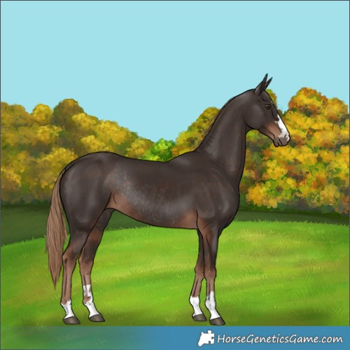 Horse Color:Liver Chestnut Rabicano