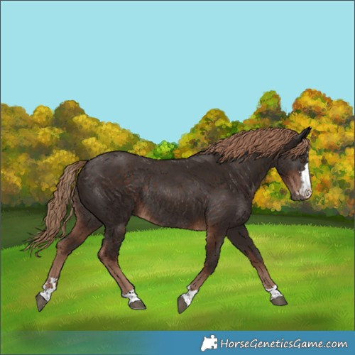 Horse Color:Liver Chestnut Rabicano