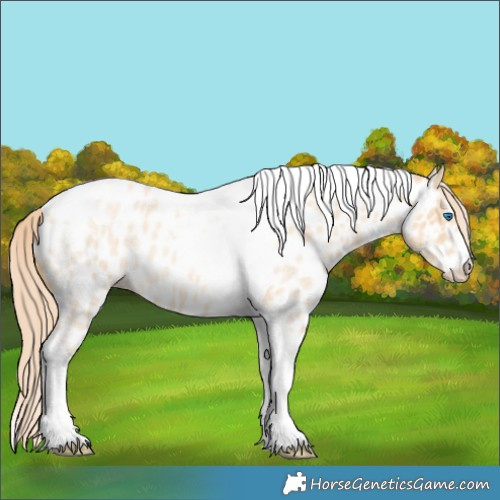 Horse Color:Gold Champagne Roan Dun Splash Tobiano Frame Near Leopard Rabicano 