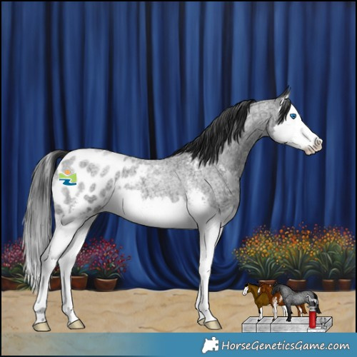 Horse Color:Blue Roan Sabino Splash Appaloosa