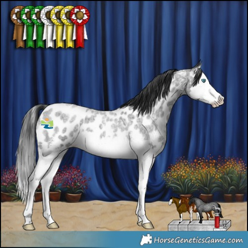 Horse Color:Blue Roan Sabino Splash Near Leopard 