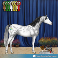 Horse Color:Blue Roan Sabino Splash Near Leopard 