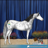 Horse Color:Blue Roan Sabino Splash Appaloosa 