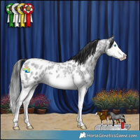 Horse Color:Blue Roan Sabino Splash Appaloosa