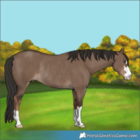 Horse Color:Liver Red Dun Rabicano 