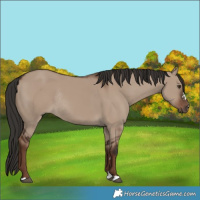 Horse Color:Liver Red Dun Rabicano 